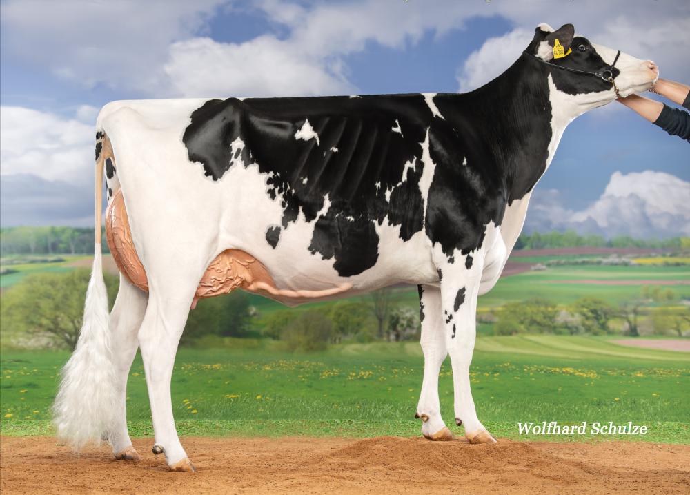 Wilcor Chief O´Katy EX-90